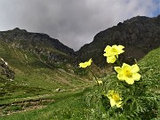 20 Pulsatilla alpina sulphurea (Anemone sulfureo) con vista verso Bocchetta di Valpianella